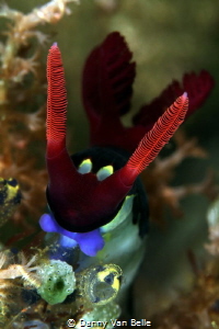 Nembrotha rutilans ready to start feeding on a tunicate by Danny Van Belle 